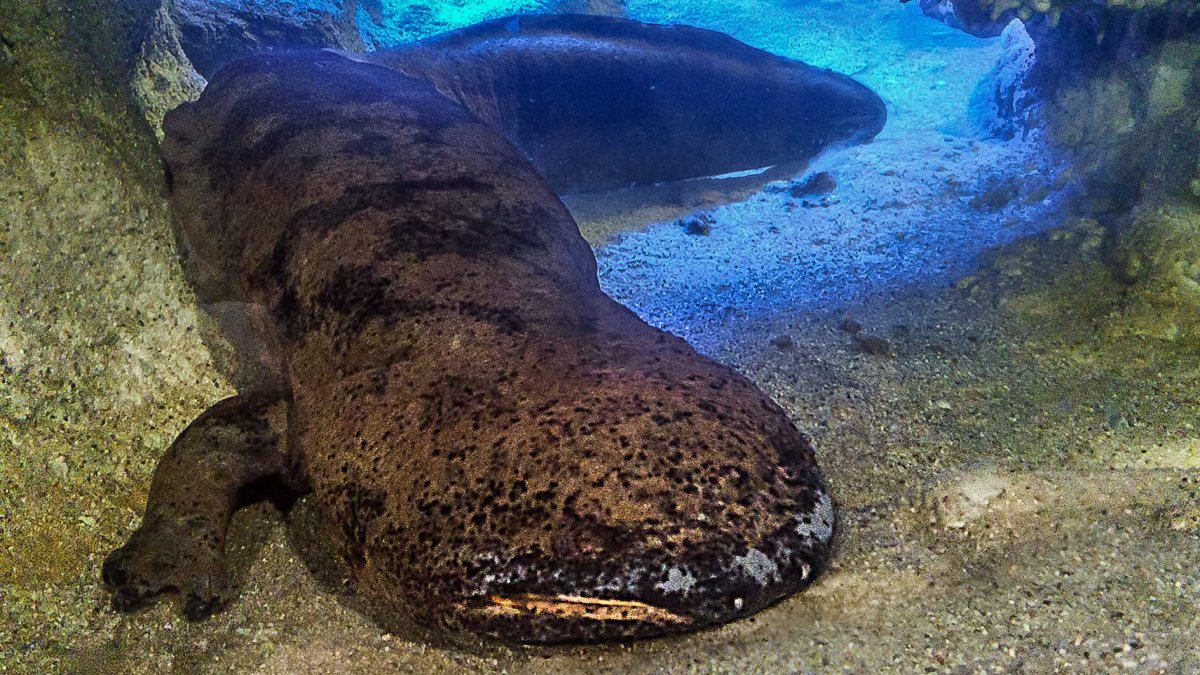 Velemlok čínský Karlo