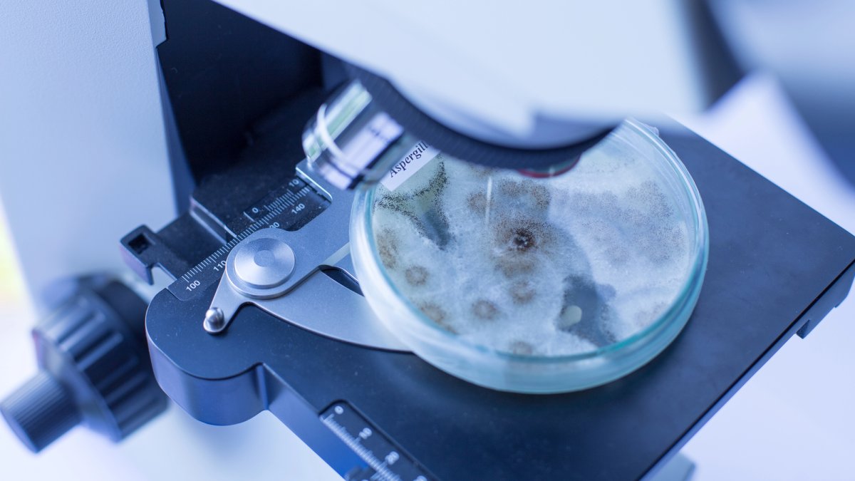 Houby pod mikroskopem