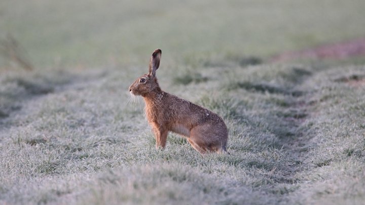 Zajíc, ilustrační fotografie. 
