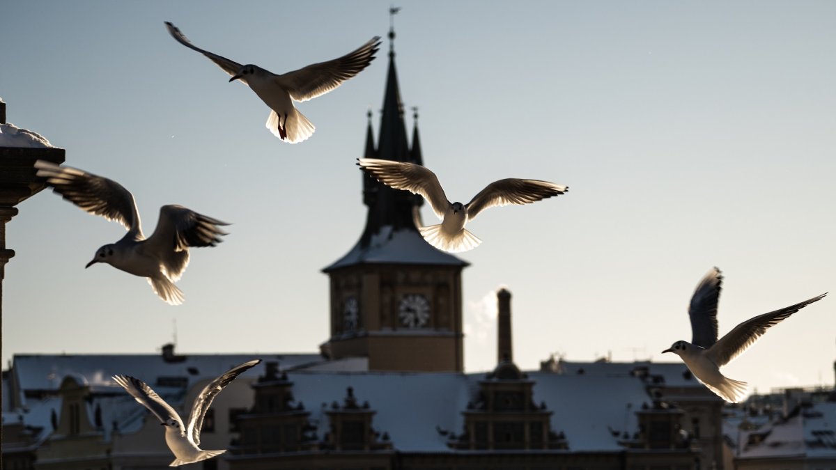 Zimní počasí v Praze