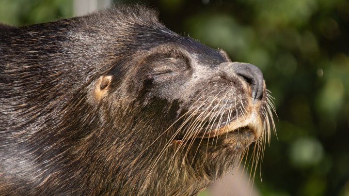 V liberecké ZOO uhynul lachtan Hugo.